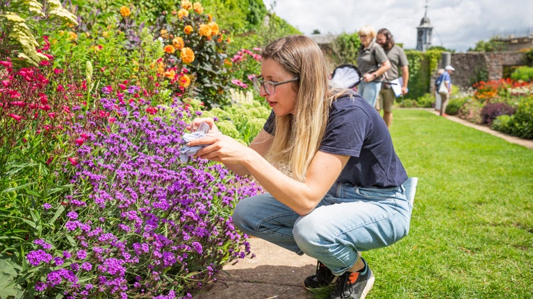 A lady kneeling down looking at bees in amongst flowers
